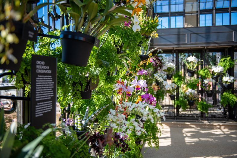 A corner shot of 2 glass walls converging, hung with pots of colorful orchids.