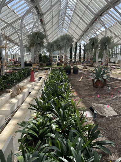 Two long rows of freshly planted dark-green-leaved clivia in a new conservatory structure, backed by tall palms and various other pots waited to be planted.