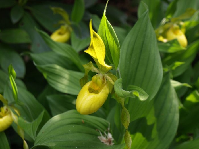 An upright orchid with a yellow pouch-like bloom and green leaves.