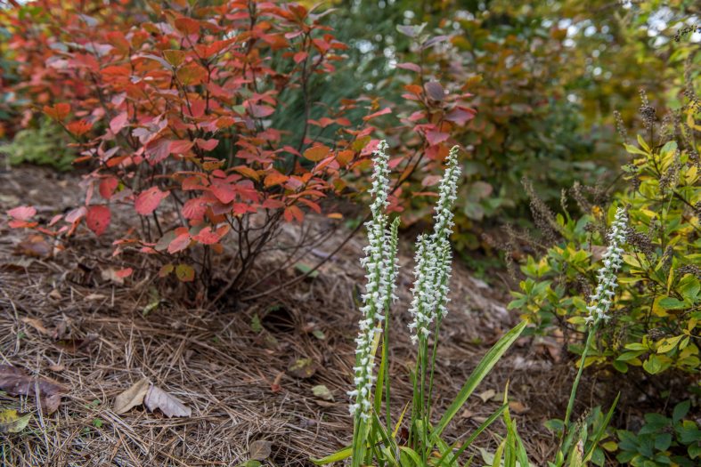 An upright white orchid with multiple blooms is next to a red-leafed shrub. 