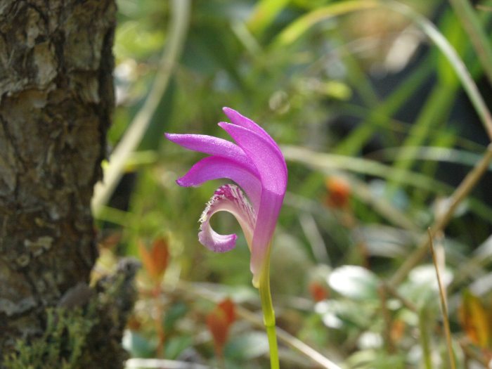 A pink orchid bloom