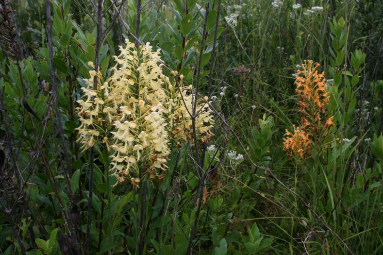 White and orange upright orchids bloom.