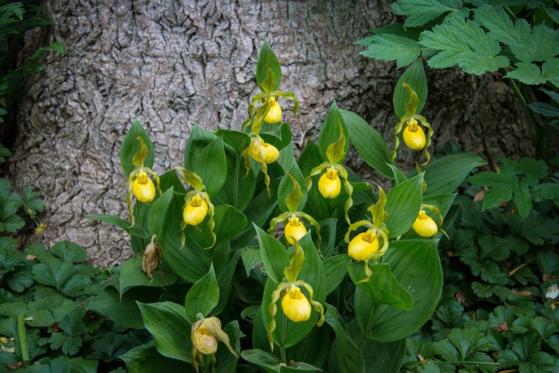 yellow orchids growing in a forest