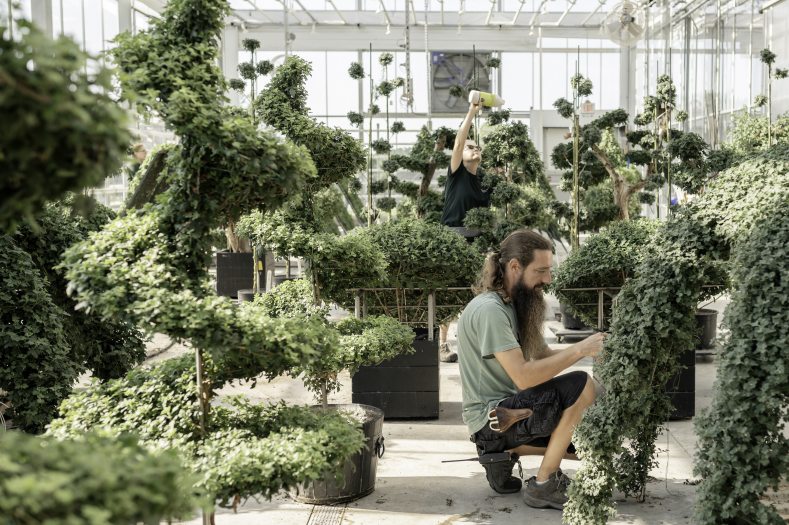 Two horticulturists tend to cascading chrysanthemum plants in a greenhouse.