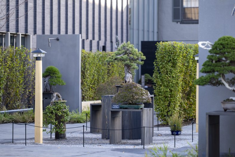 A stone paved courtyard featuring bonsai trees on display.