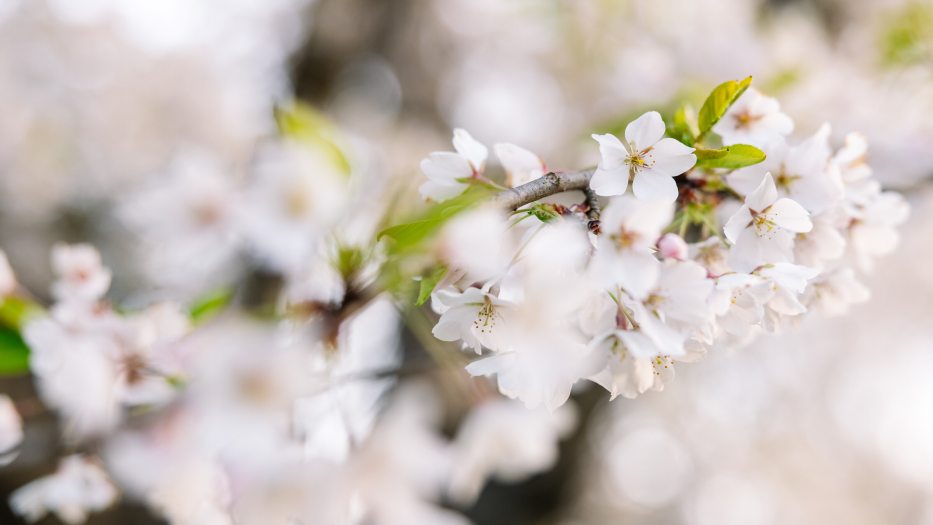 Closeup of white cherry blossoms clustered on a branch amid light green leaves, against a blurred background of blossoms.