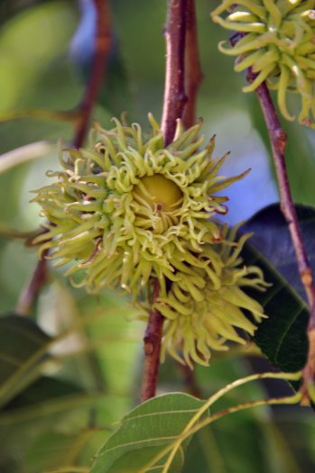 A close-up of frilly green acorns on a sawtooth oak tree. 