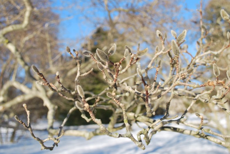  A magnolia tree with bare branches against snow-covered ground.