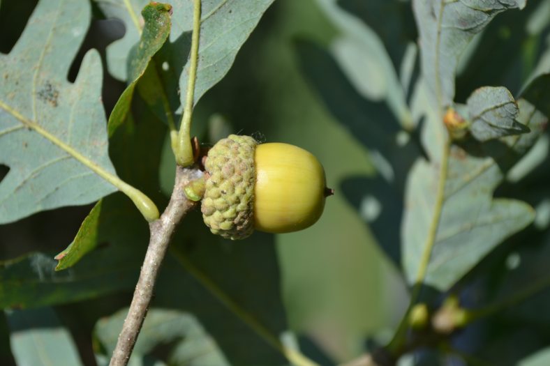 A close-up of a green acorn against dark green leaves.
