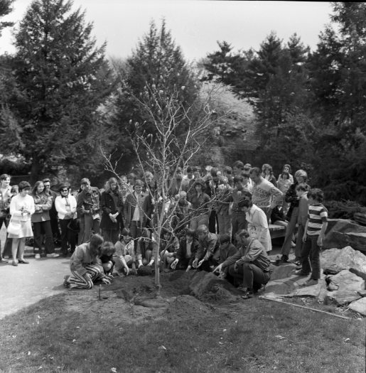 A black and white image with a group of school children and adults surrounding a large magnolia tree being planted in the ground.