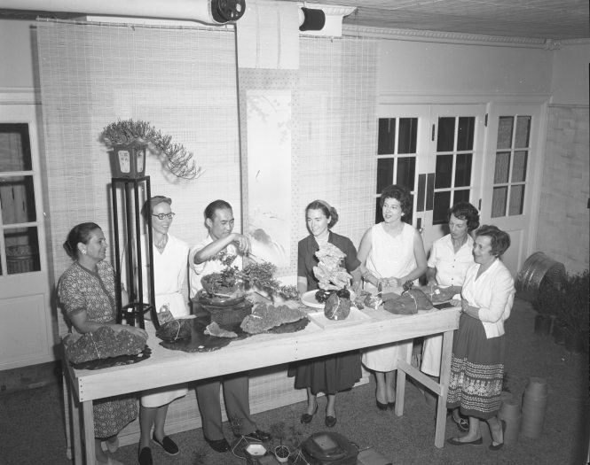 A black-and-white image from 1959 of six ladies carefully watching a bonsai instructor skillfully train a bonsai tree.  