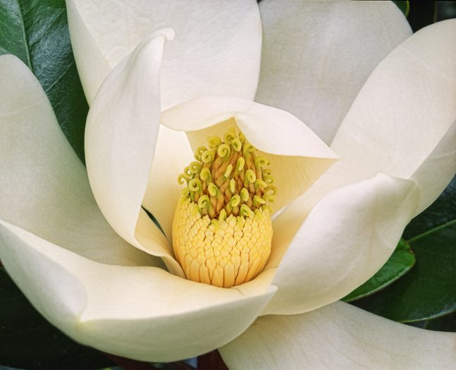 A close-up of a white magnolia bloom with a yellow cone-like center.