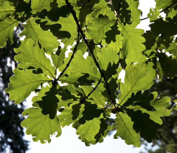 The underside of green oak leaves 