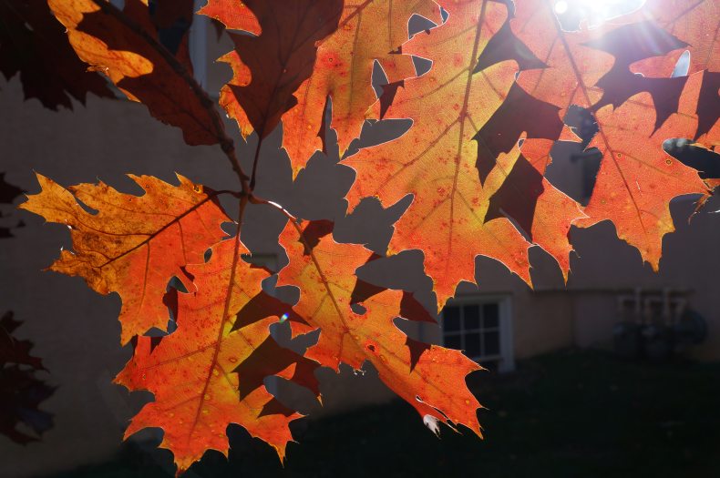 A close-up of orangish red oak tree leaves with sunlight peaking through. 