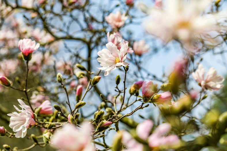 Pink and white magnolia blooms against a blue sky.