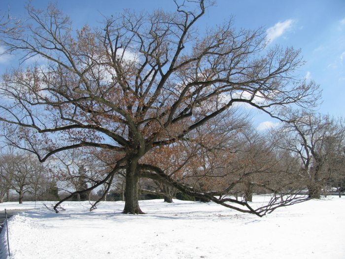 A winter landscape showing the bare branches of a swamp white oak against blue sky and snow-covered ground. 