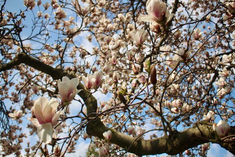 A magnolia tree in full bloom, displaying large pink and white flowers against a clear blue sky.