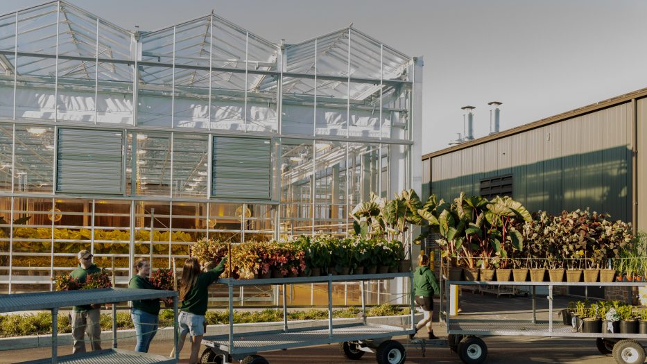 Three staff members fill several metal carts with plants positioned in front of a glass greenhouse. 