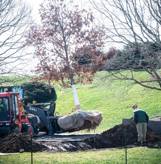 A white oak tree is lifted by a tractor and placed into a newly dug hole as a man in a green jacket oversees the process. 
