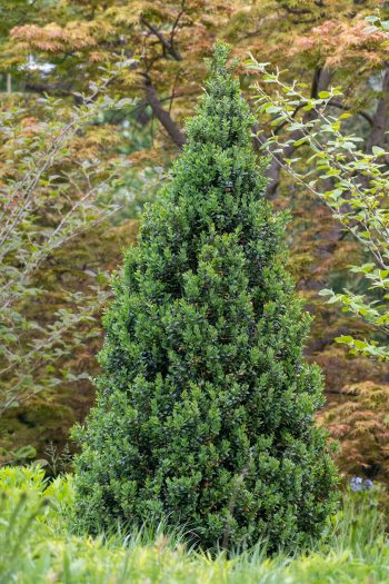 A lush, green conical tree stands amidst other foliage in a garden setting.