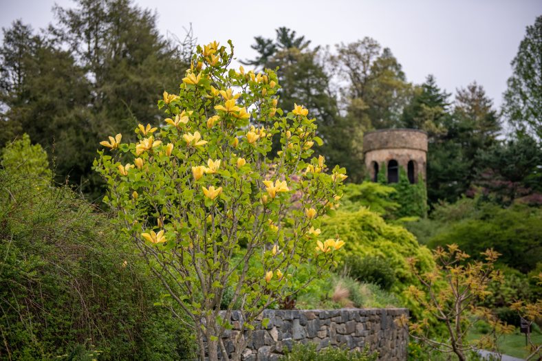 A magnolia tree with yellow blooms against a verdant landscape with Longwood's chimes tower in the background. 