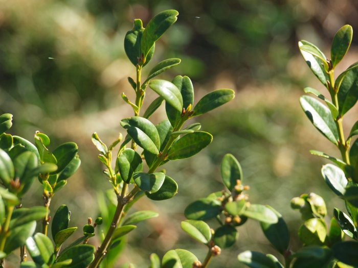 The tiny green leaves of a boxwood stands out amidst blurred green foliage. 