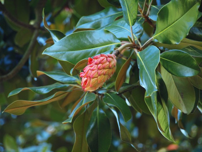 A pink magnolia seed cone against shiny green leaves. 