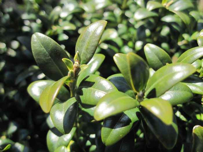 A close-up of the tiny green leaves of a boxwood plant. 