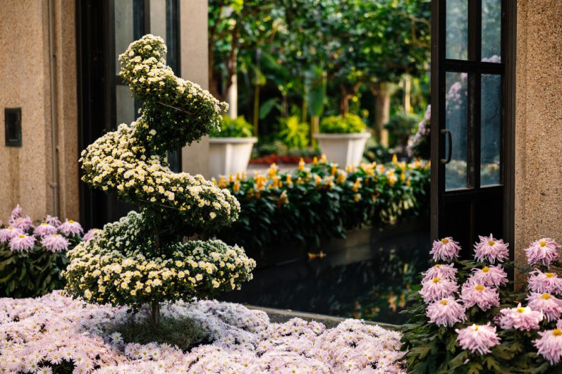 A swirling topiary form of white chrysanthemums stands out from an indoor garden bed of light purple chrysanthemums. in front of a black-framed door.