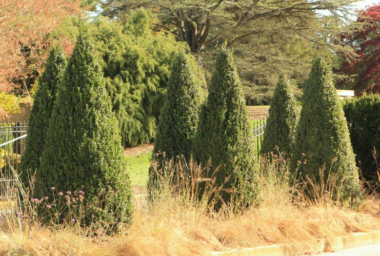 Six conical boxwood sculptures are grouped amidst dried grasses and fall foliage. 
