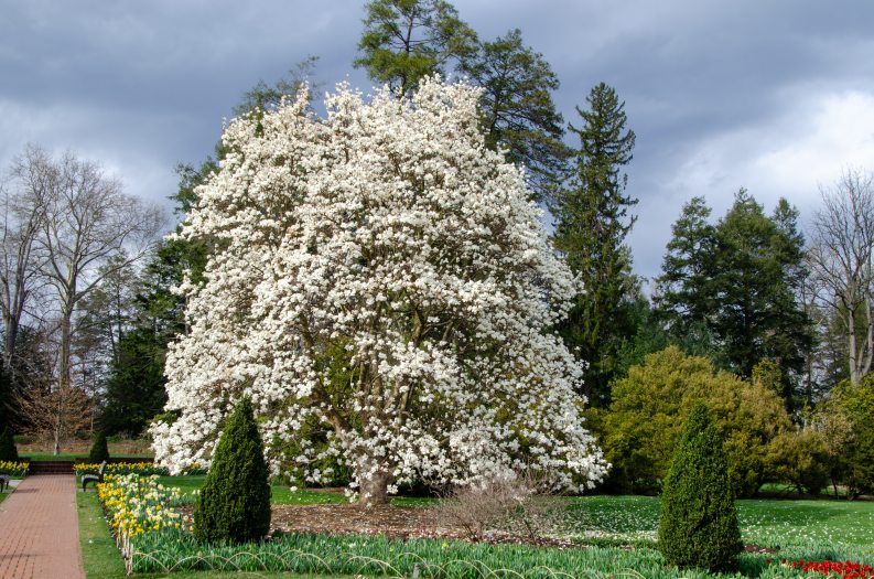 A large magnolia tree with white blooms surrounded by a green landscape.  