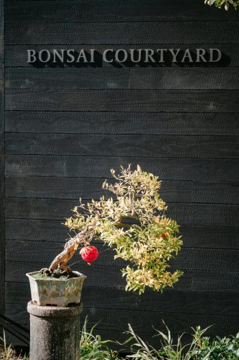 A pomegranate hangs from a right-leaning bonsai tree against a black wood wall that reads "bonsai courtyard.  