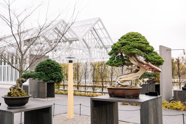 Bonsai trees sit on pedestals in an outdoor display with a glass greenhouse in the background. 