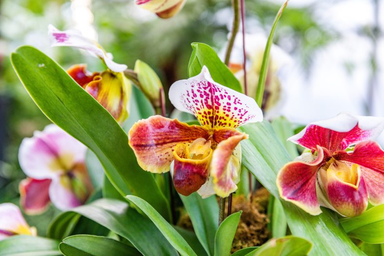  A vibrant orchid blooms in colors of pink, purple, white, and yellow. 
