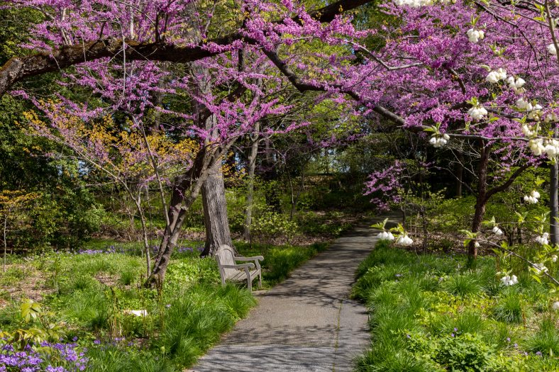 Purple, white, and yellow flowers bloom on trees surrounding a woodland path.