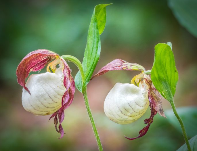 Two native orchids with maroon and yellow bloom outdoors. 