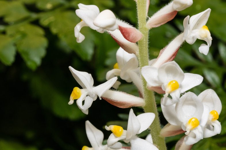 A steam with miniature white orchid blooms with yellow centers. 