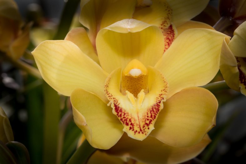 A yellow orchid bloom with spots of maroon in the center. 