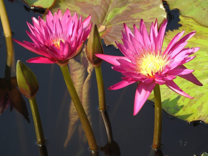 A bright pink water lily blooming in a pond.