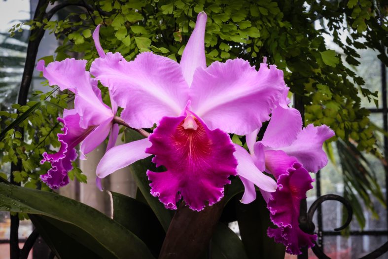 A trio of bright pink and maroon orchid flowers. 