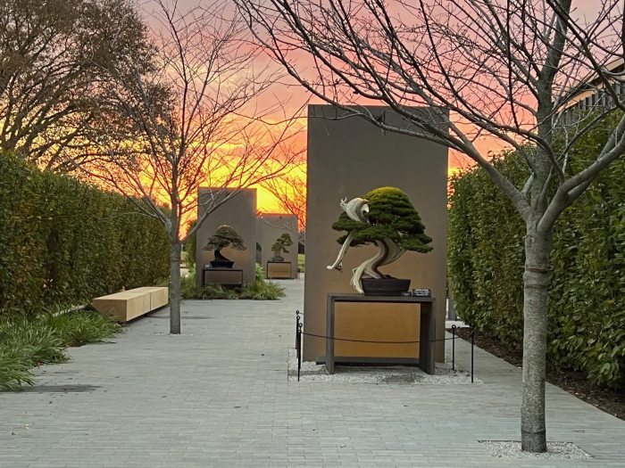 An outdoor courtyard featuring a collection of bonsai plants on pedestals, at sunset.