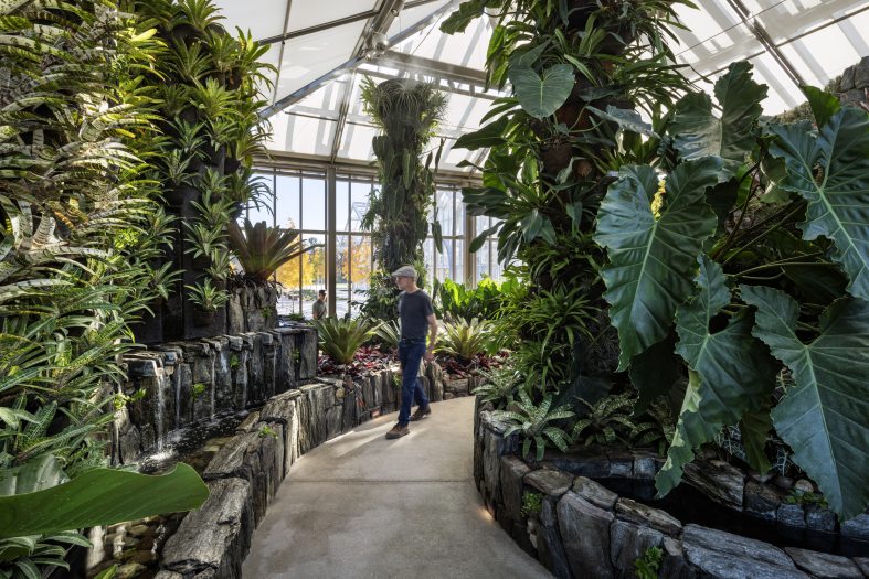 A person walking down a paved path in a garden with jungle like plants growing on either side.