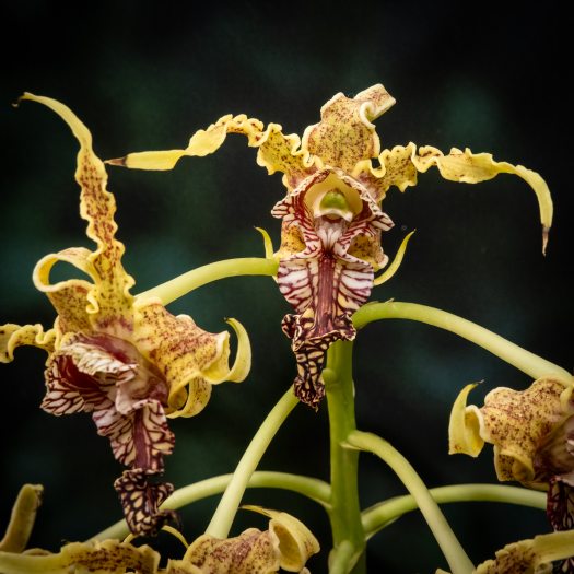An orchid with ruffle-like blooms in yellow and red. 