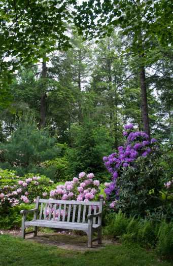 A bench in a woodland setting with purple and pink blooms in the background
