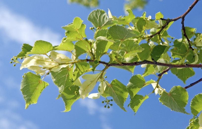 A branch full of bright green leaves of Tilia cordata against a blue sky. 