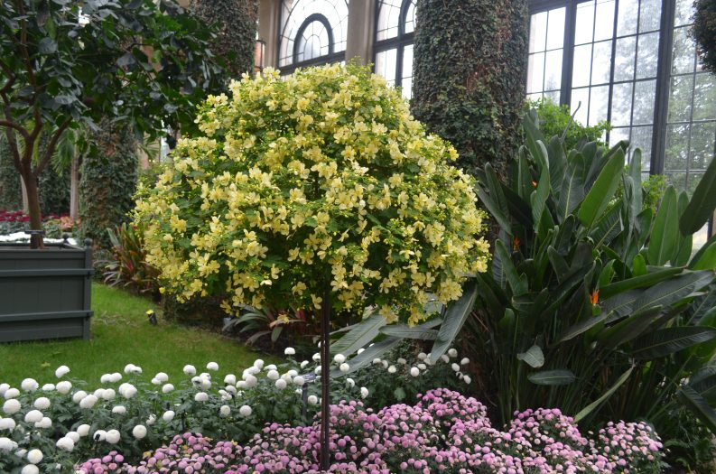 A topiary-like plant with yellow blooms in a conservatory surrounded by flowering plants and lush green foliage.
