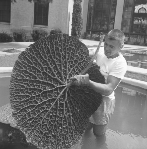 A black and white image of a man in shorts holding a giant water-platter in a pool.