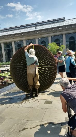 A person in waders holds a giant water lily platter upright while using a measuring tape. Others observe and take photos. Conservatory and patio in background