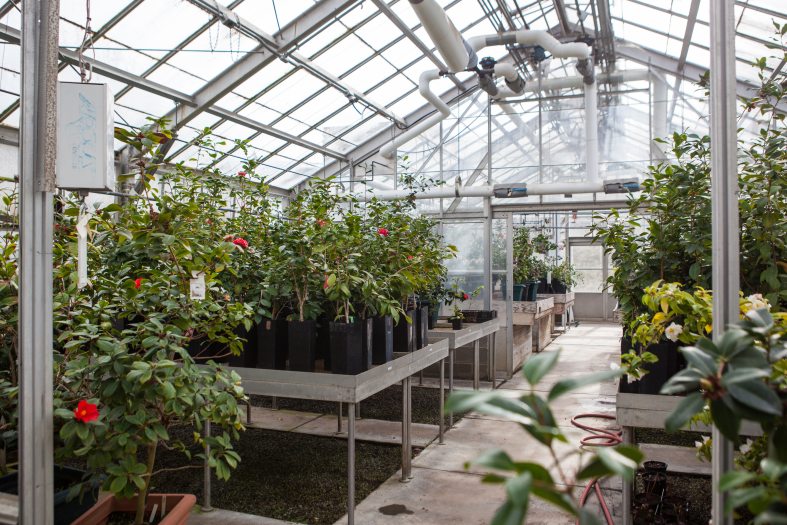the interior of a glass greenhouse with green plants that have white and red flowers sitting on metal tables. 