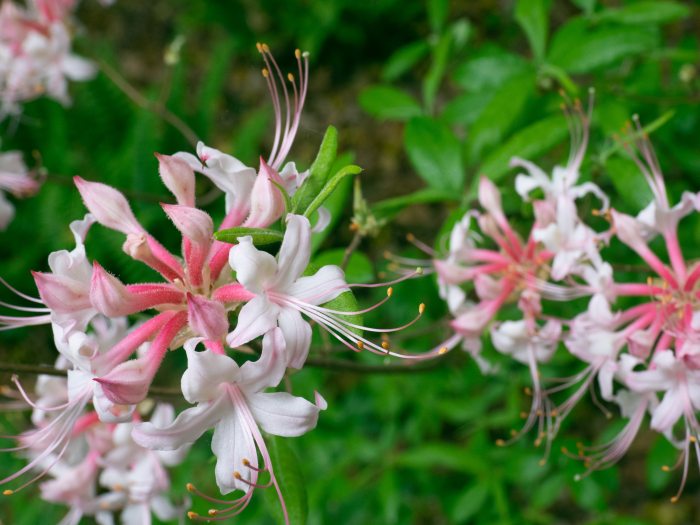 A close-up of white and blush flower blooms with green leaves